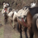Better trails to ease risky journeys in horse-dependent areas in Trashi Yangtse